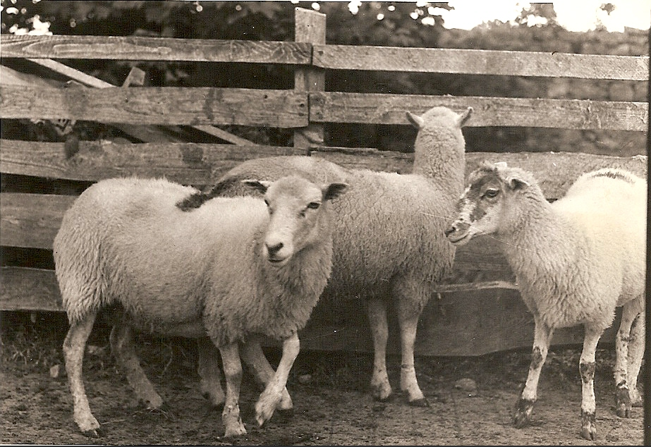 Proposal to reintroduce 'Cladóir' sheep to Connemara Pony Show