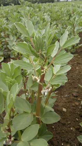 Still opportunity to sow spring beans this spring