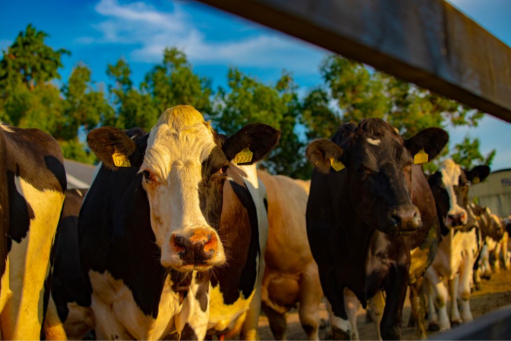 Tipperary farm turns cows' milk into liquid-whey drinks