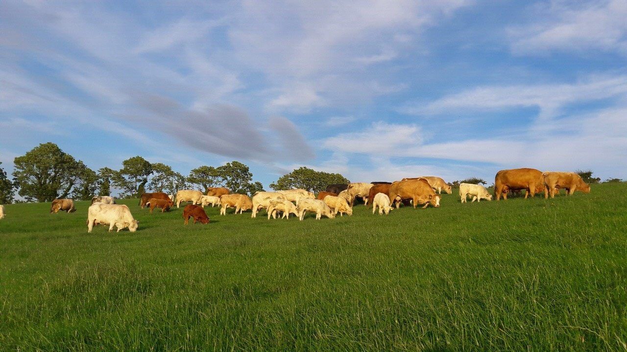 Govt warned to avoid policy which would reduce suckler herd