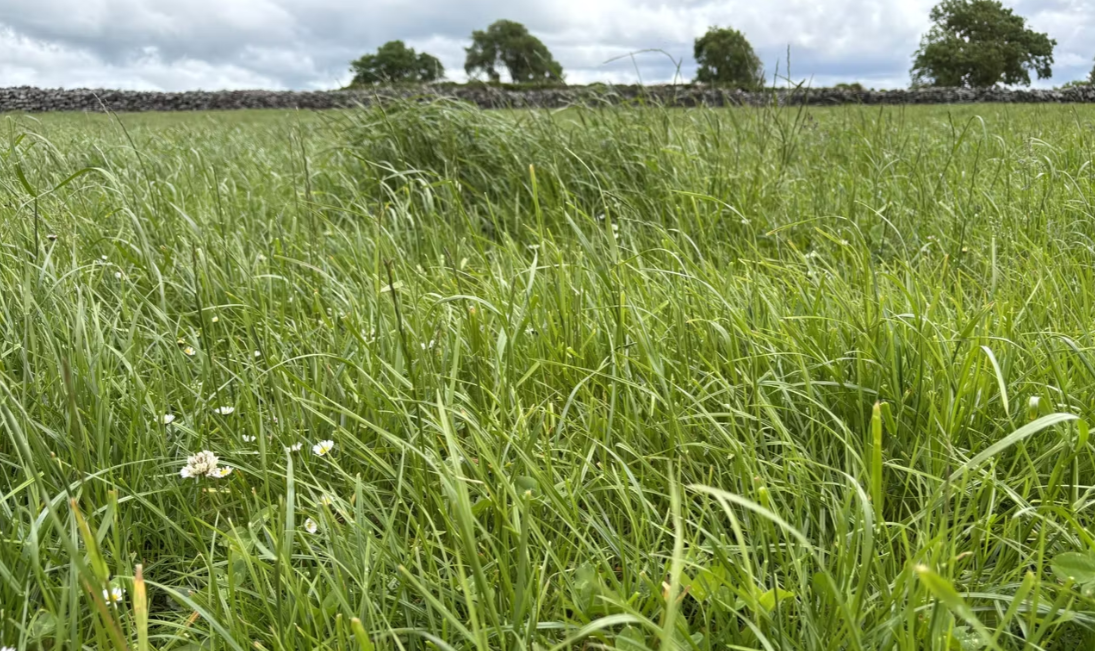 DAFM update on land in ACRES geese and swans action