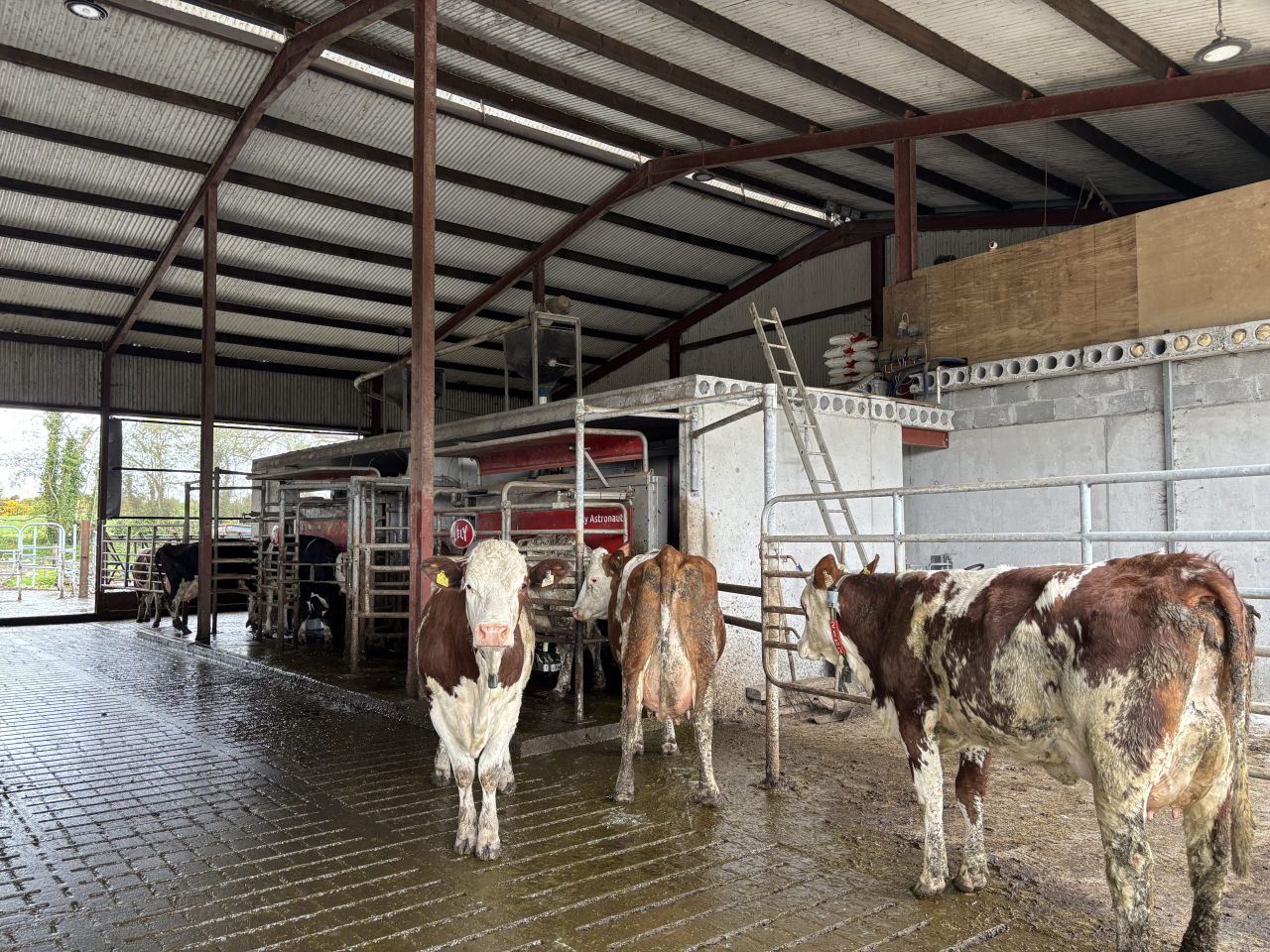 Listen: Milking a Montbéliarde herd through two robots