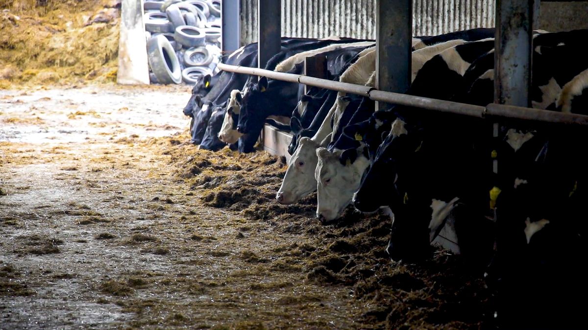 Autumn calving: Managing freshly calved cows