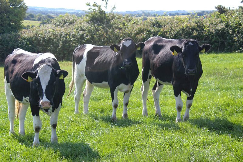 ICOS: Trends in dairy herd replacements a 'serious wake-up call'