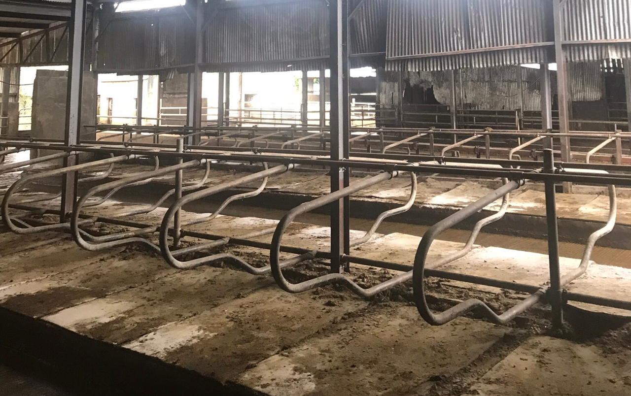 TB turmoil: Wicklow dairy farmer's dismay at loss of entire herd