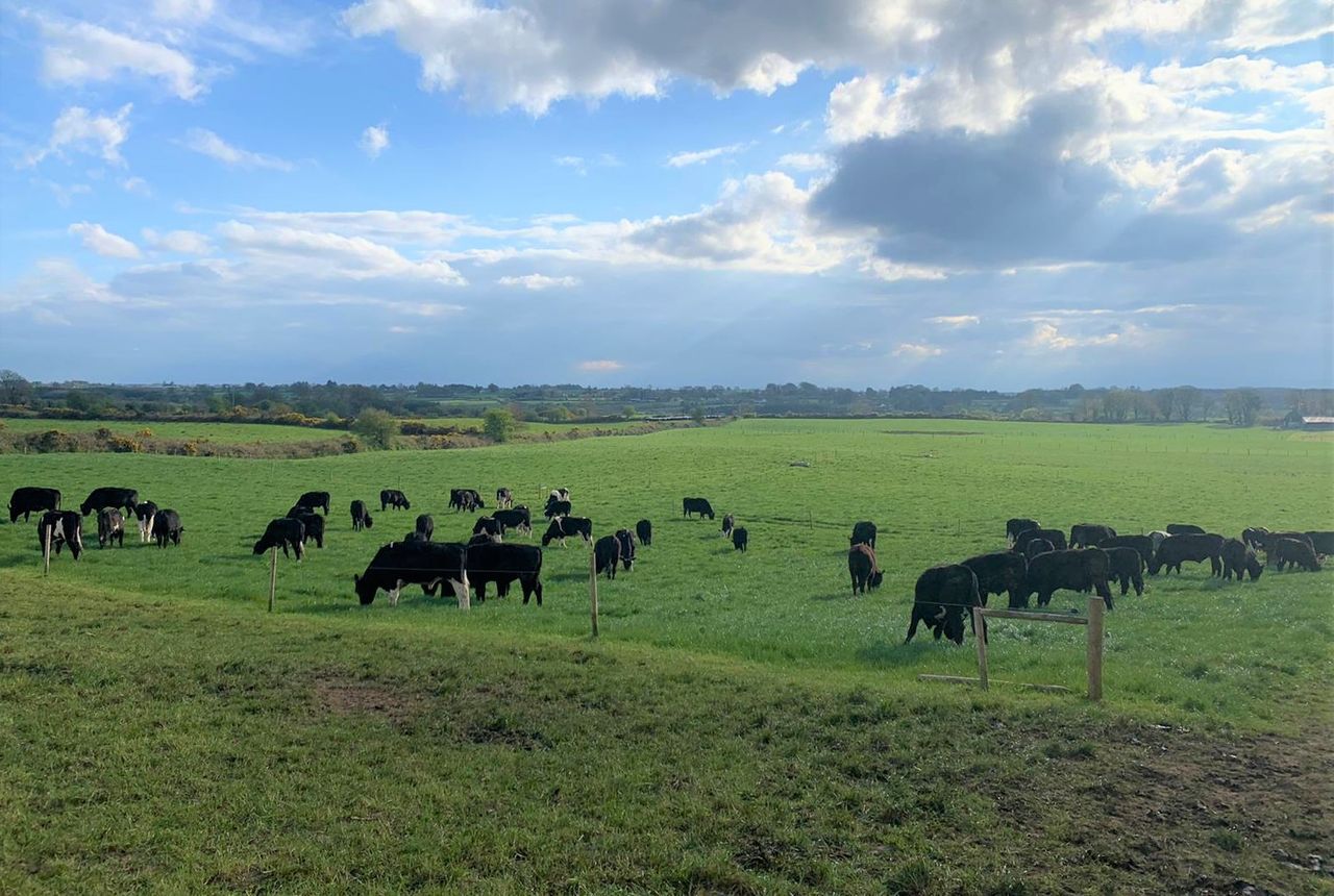 Bord Bia Market Update: Beef, sheepmeat and live exports