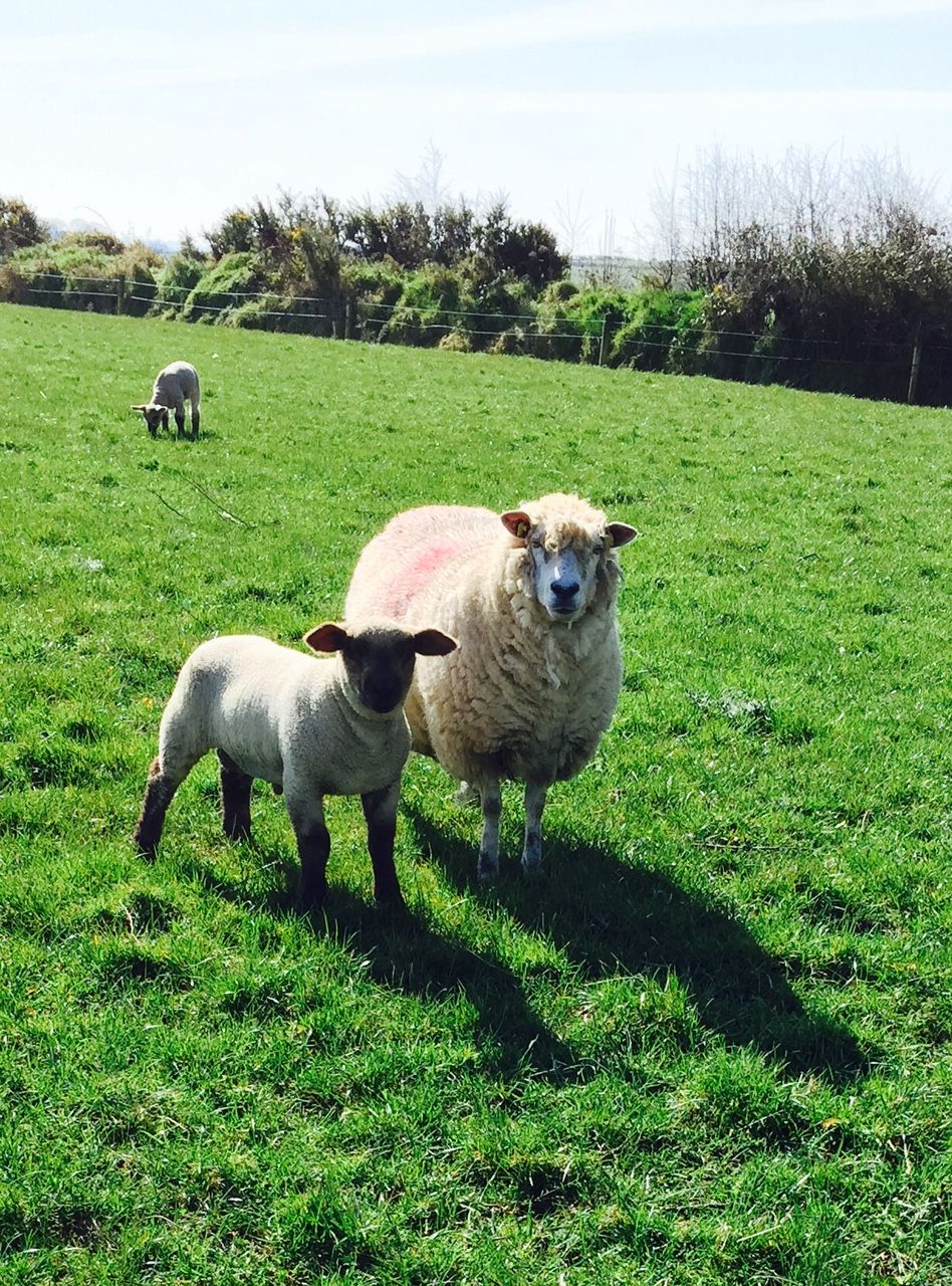High lamb supplies set to continue in the UK