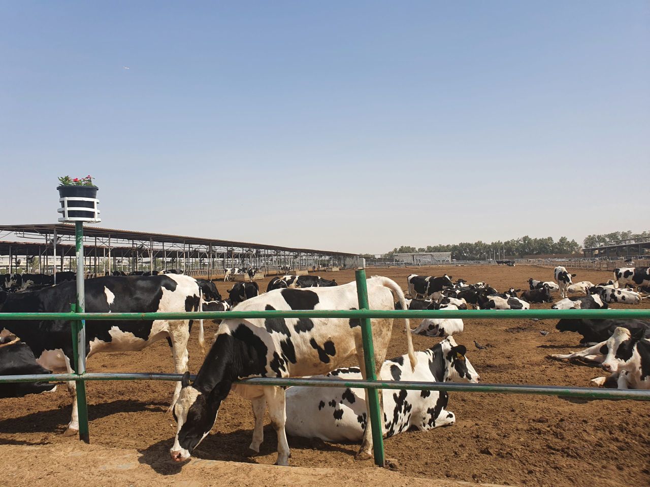 Farmland programme returns to discuss dairy in Dubai and food prices