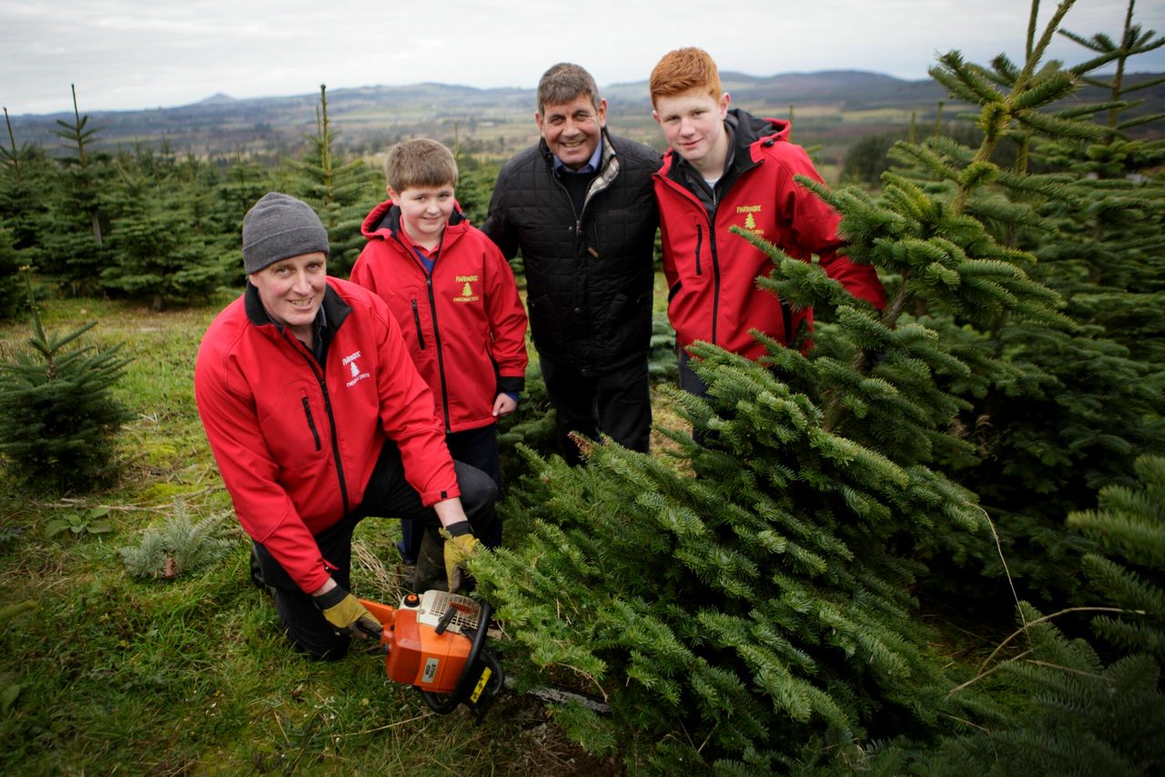 'Buy a real Christmas tree' - the industry is worth €21m to the economy