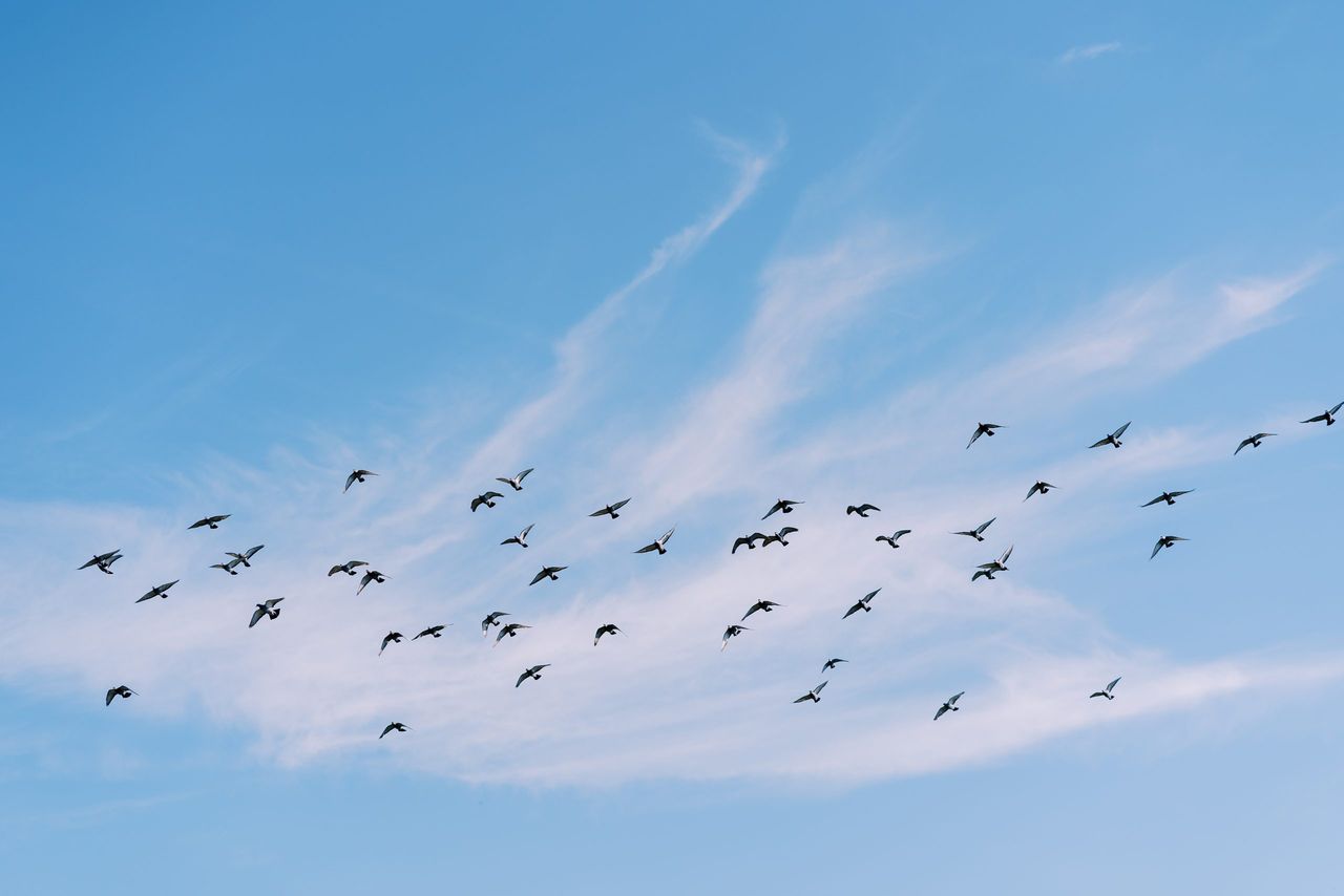 Reminder to ACRES participants about winter bird food actions