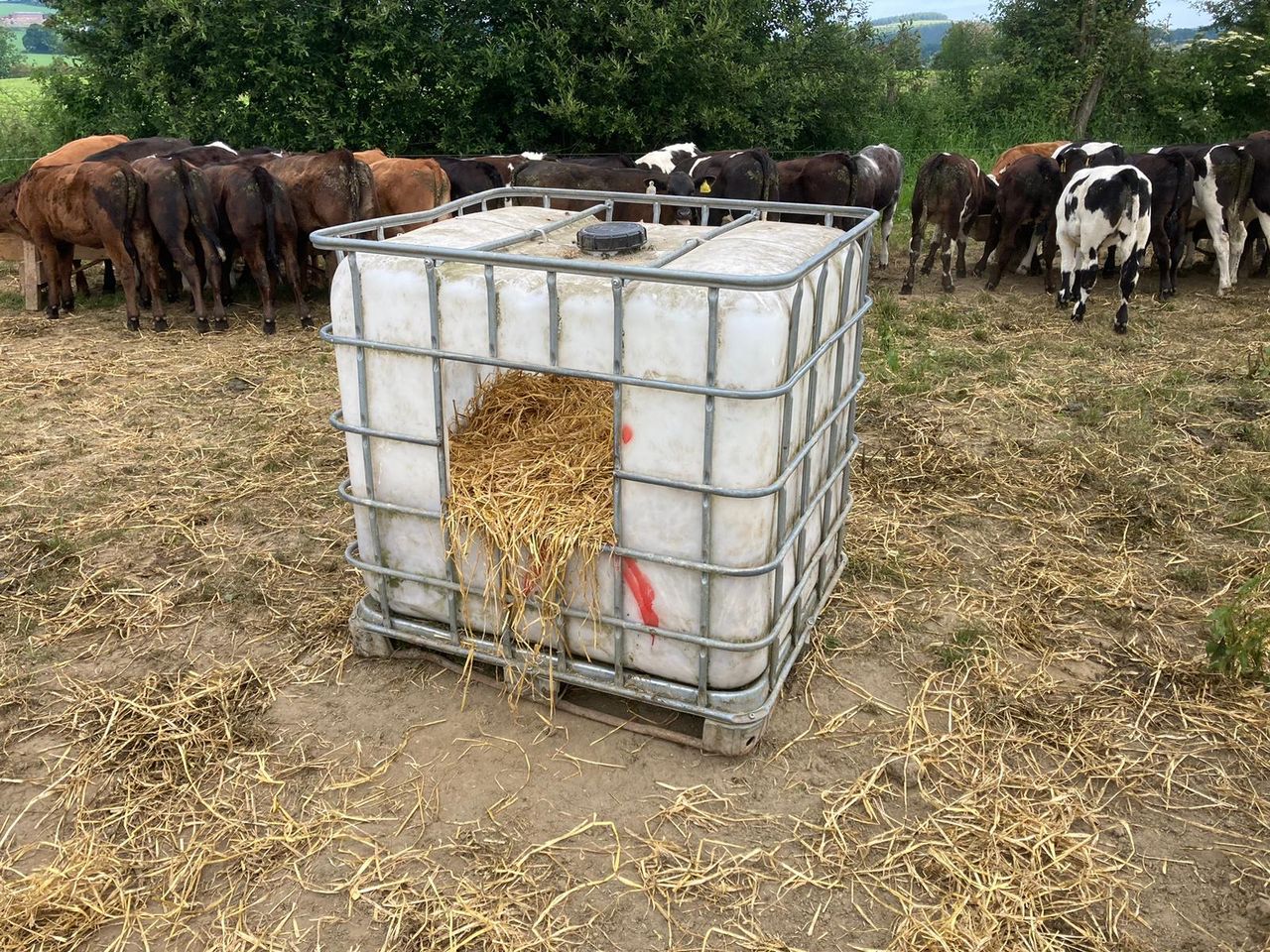Tips for preventing summer scour in calves