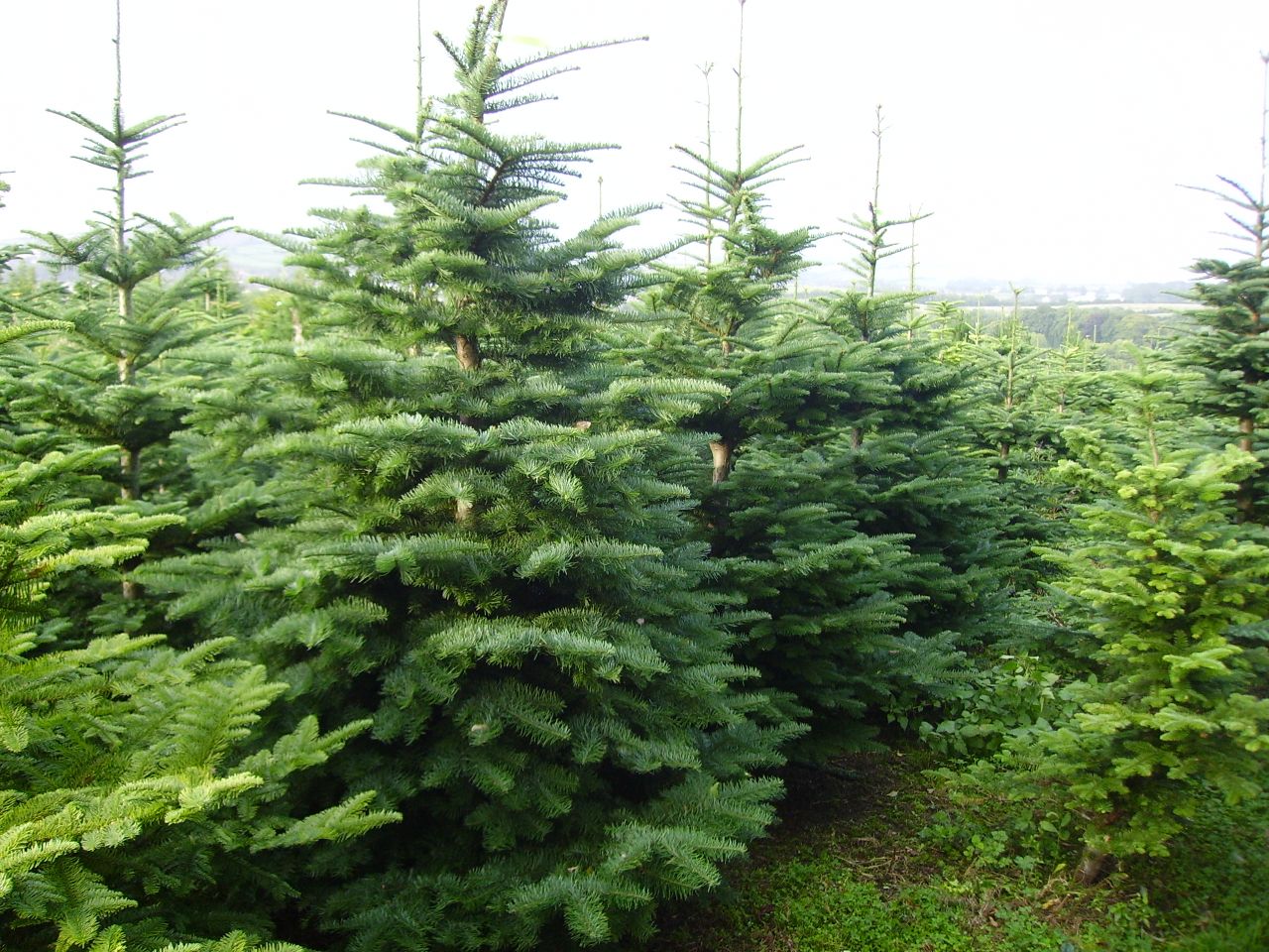 The environmental impact of 'real' Christmas trees