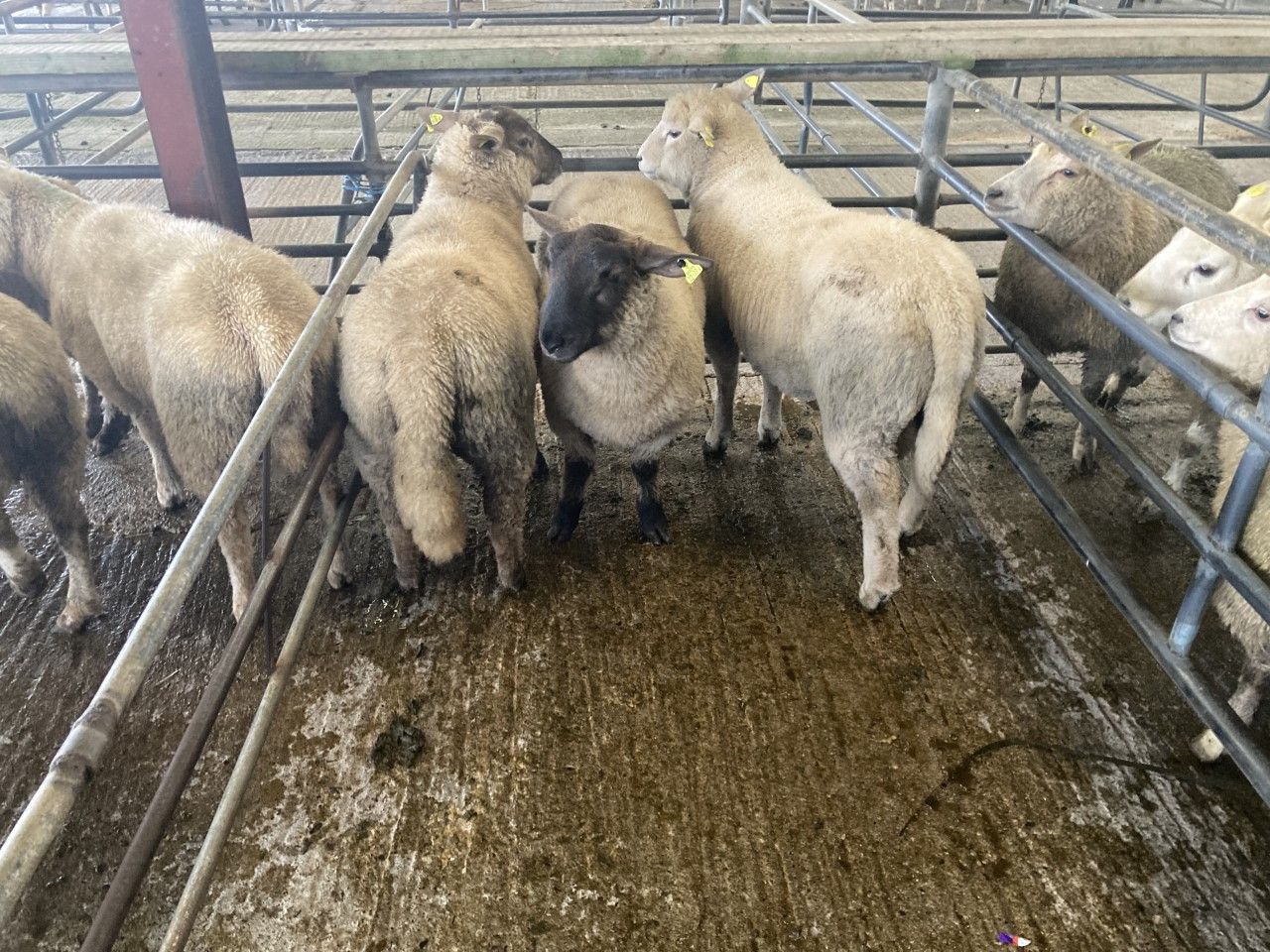 Hogget prices take a hit across marts in line with factory cuts
