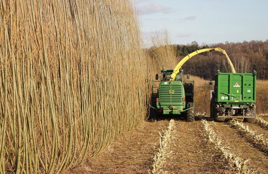 New grant scheme to grow willow as an energy crop on the way?