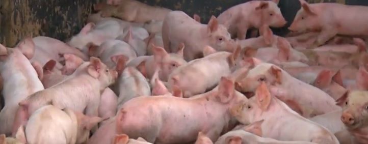 Video: These little piggies did not go to the market - 2,200 piglets escape