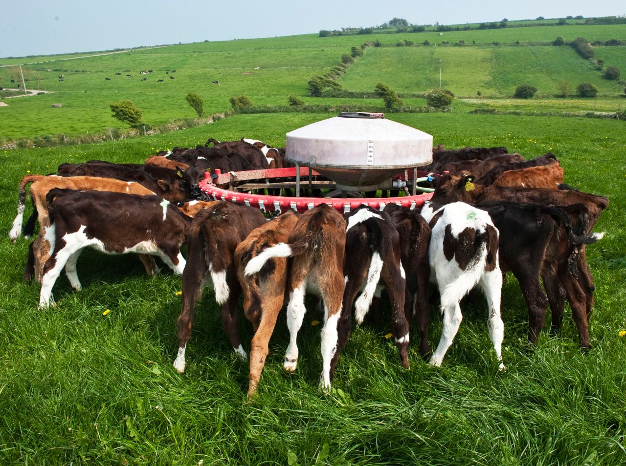 Farmers urged not to feed antibiotic milk to calves this spring