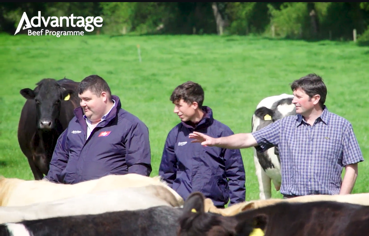 Video: Suckler farmer adding €8,000/year to his cattle sales