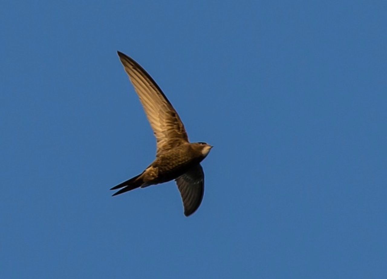 Swift numbers undergoing 'massive decline' - Birdwatch Ireland