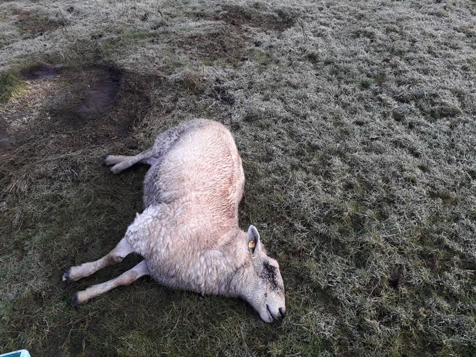 Graphic: Lamb decapitated; sheep killed and injured in Laois dog attack