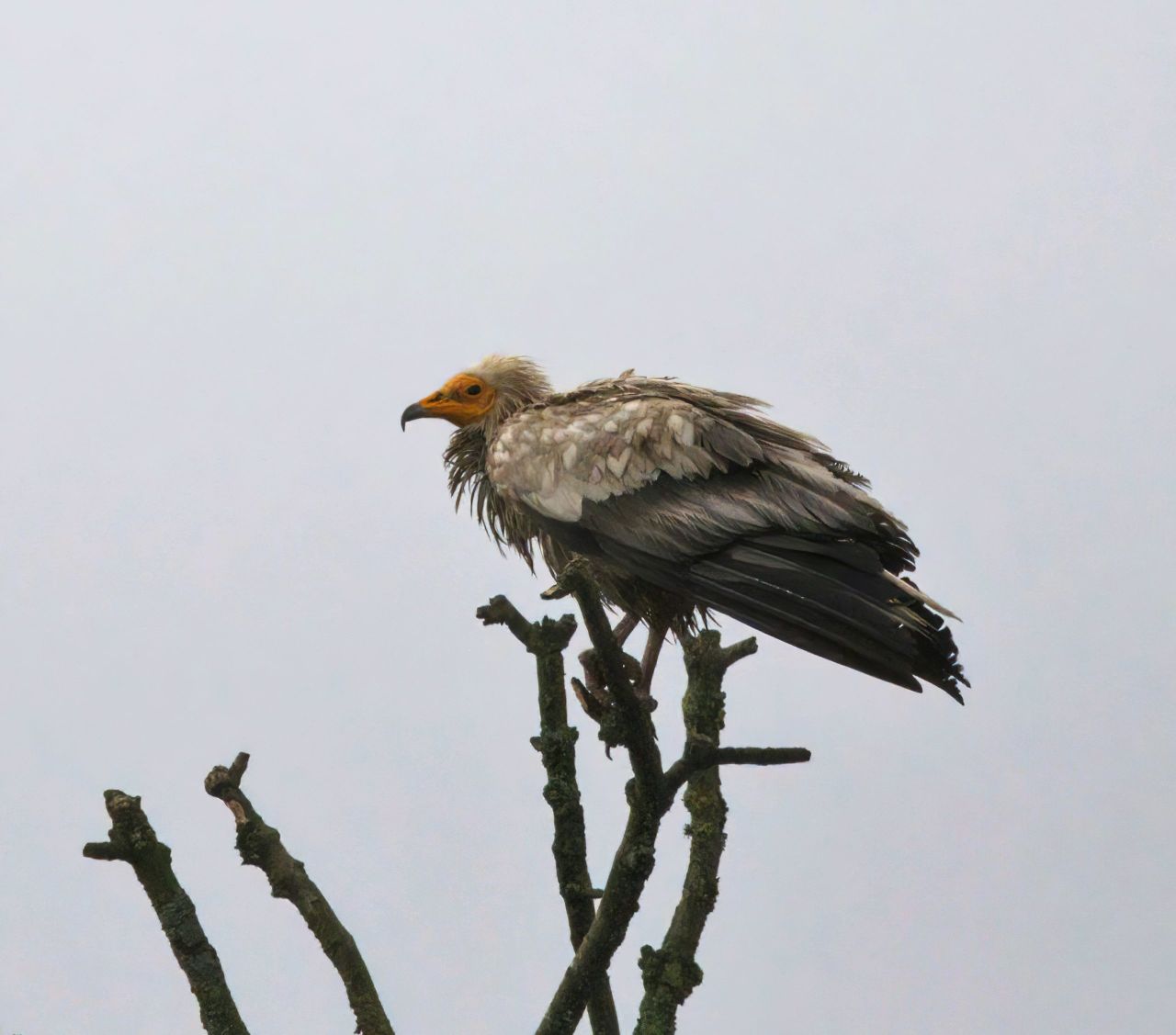NPWS: Egyptian vulture in Roscommon not a threat to livestock
