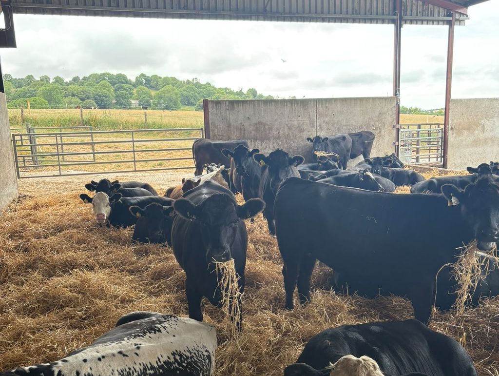 Heifers had an average housing weight of 448kg