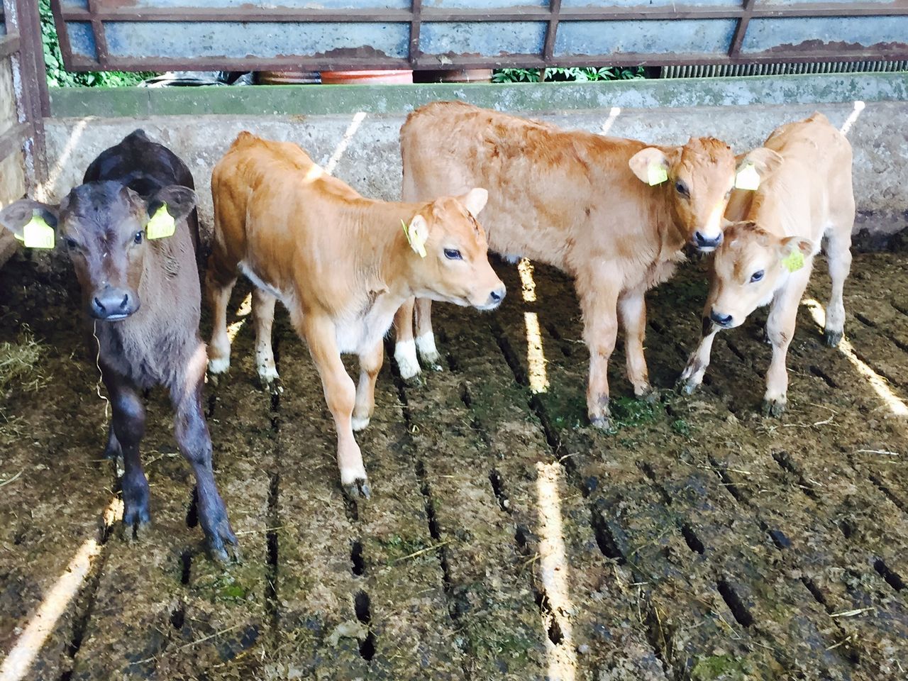 BVD tagging to remain compulsory in 2017 - Other programme details revealed