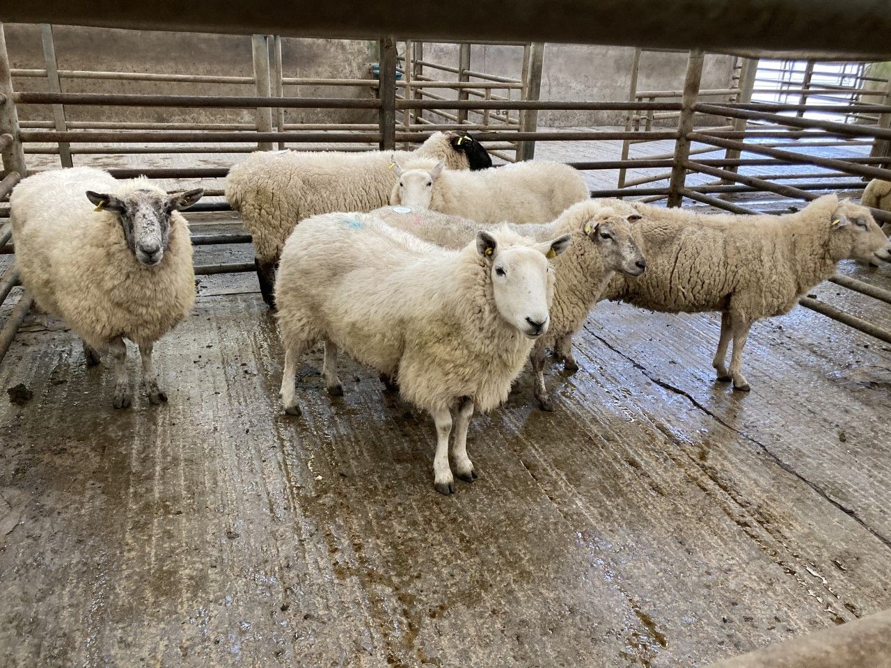 Cull ewe trade eases: Spring lamb and hoggets prices remain firm