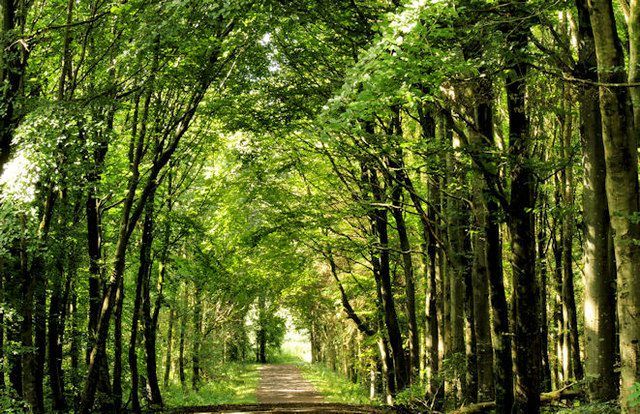 Microsoft backs new afforestation initiative