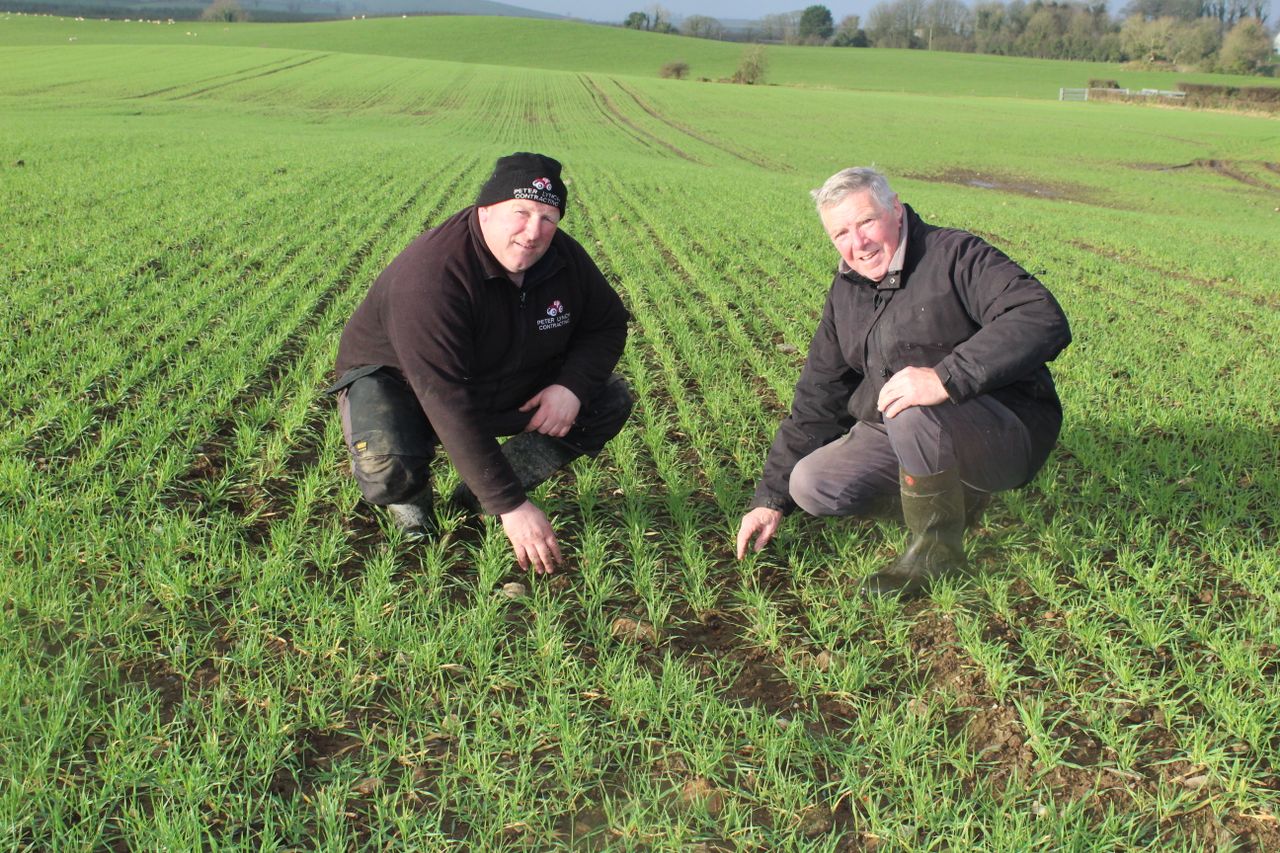 Growing winter malting barley in Co. Donegal