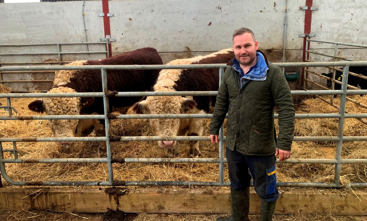 Preparing for the 2025 show season at Kinnego Herefords