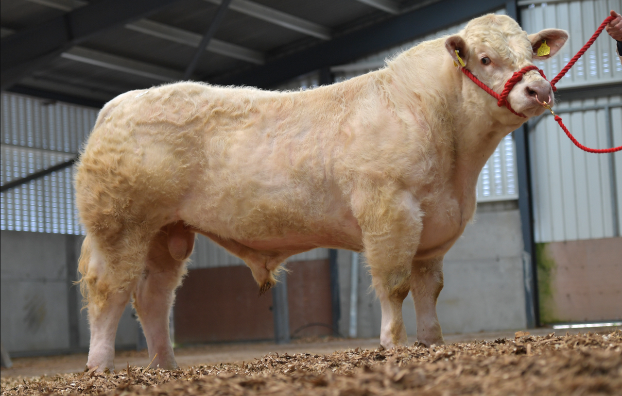 Charolais society to remove indices from sale catalogues