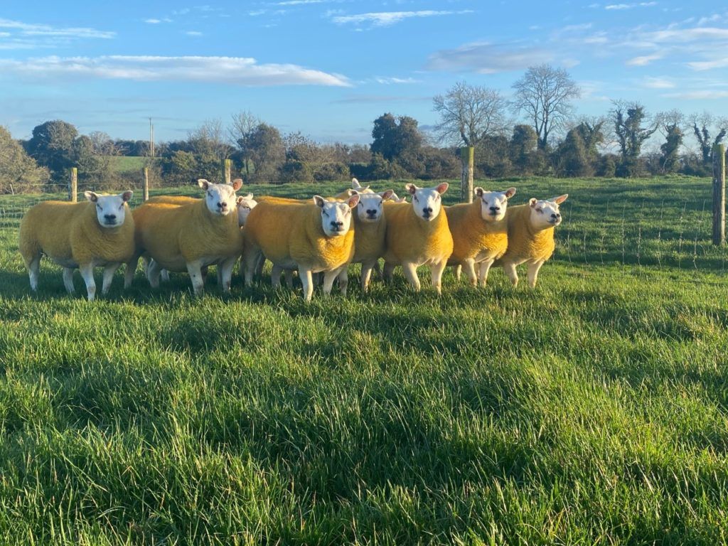 €2,850 tops the Texel Twilight sale