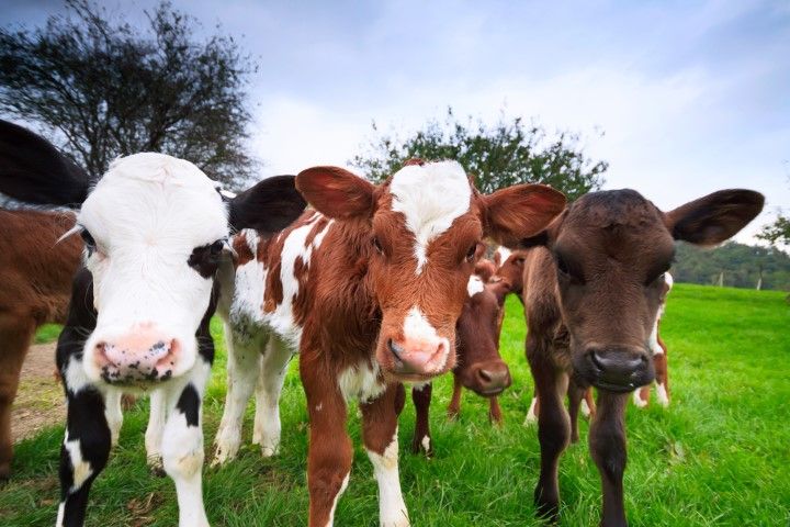 12 per cent more cows killed this year