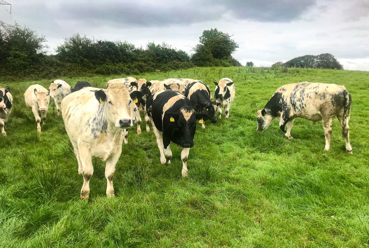 Transitioning from selling stores to a beef-finishing system in Co. Clare