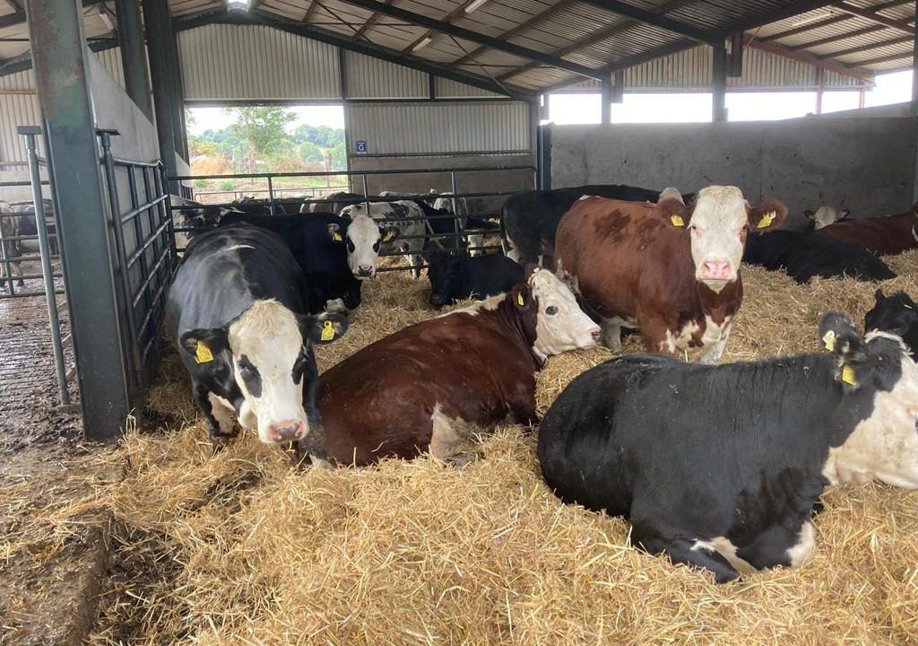 Irish Hereford Prime to host farmer info event in Thurles