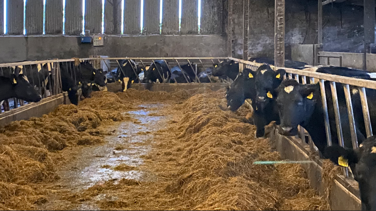 ABP Monitor Farms: €60/head sustainability bonus for Cork farmer