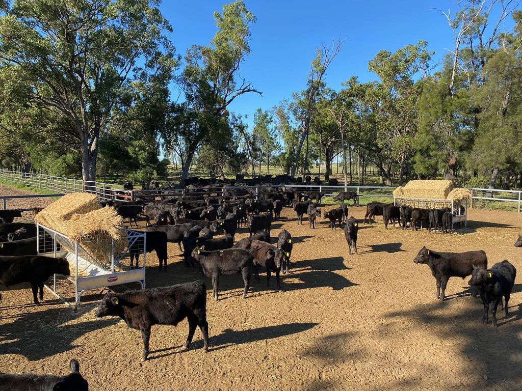 A cattle yard on the farm