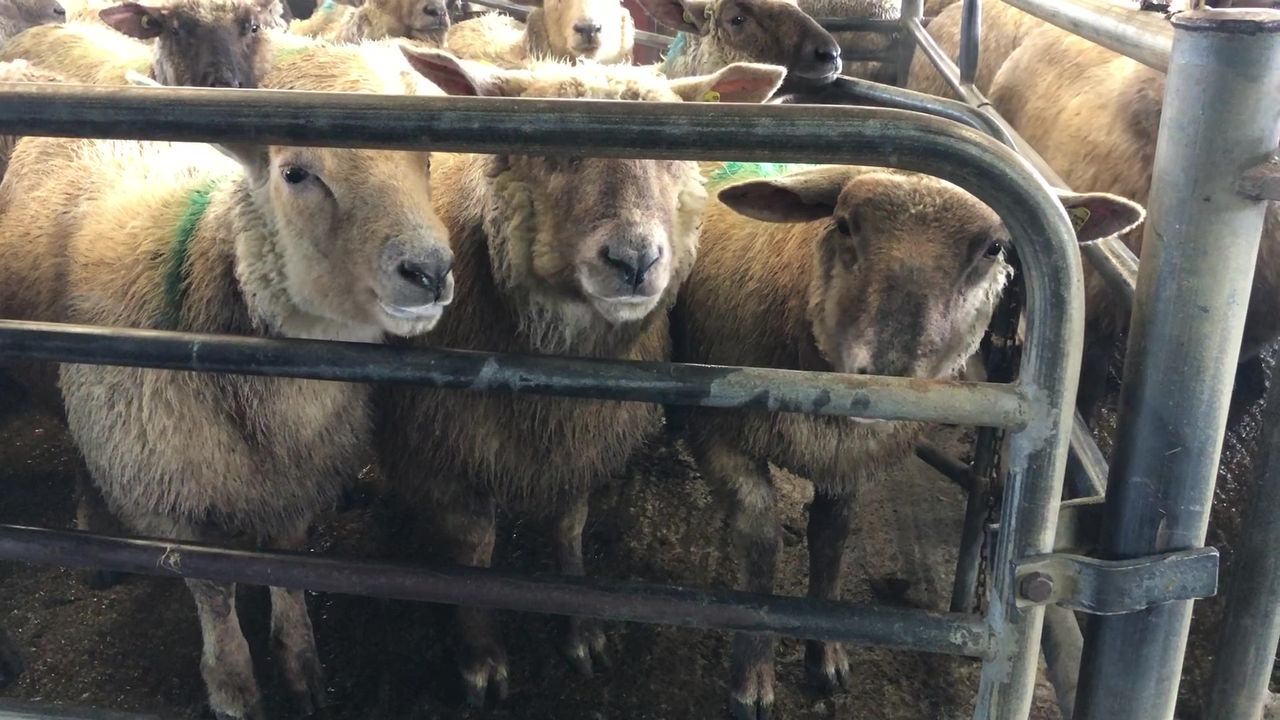Sheep trade: Factories 'up to their old tricks' as prices head in the opposite direction