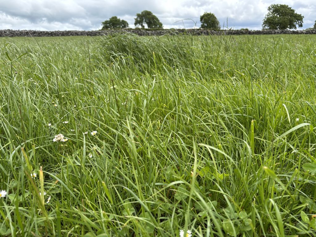 Some of the paddocks on the Armstrongs' farm have up to 40% clover cover