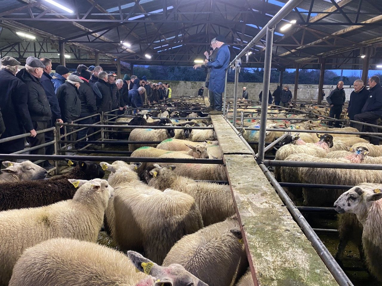 Pics and prices: Ewe lambs out in force in Ballinasloe