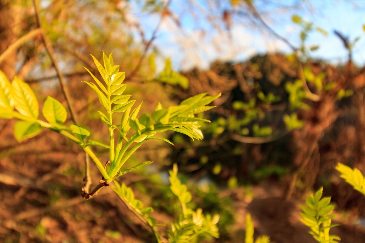 'Vast majority' of ash dieback owners 'very happy' with scheme - Hackett