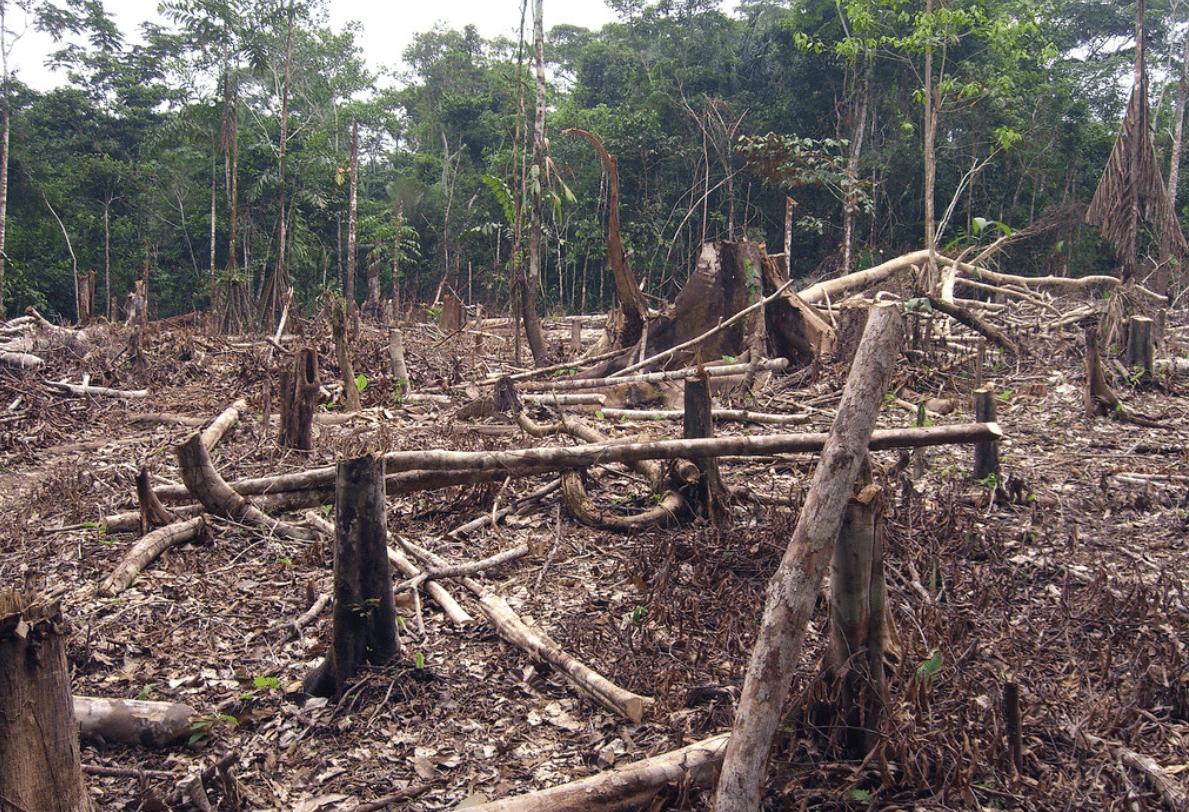 EU agriculture ministers call for curbing global deforestation