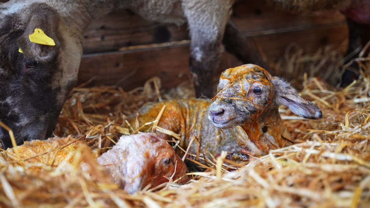 Agriland to host innovative new Lambing Season series this week