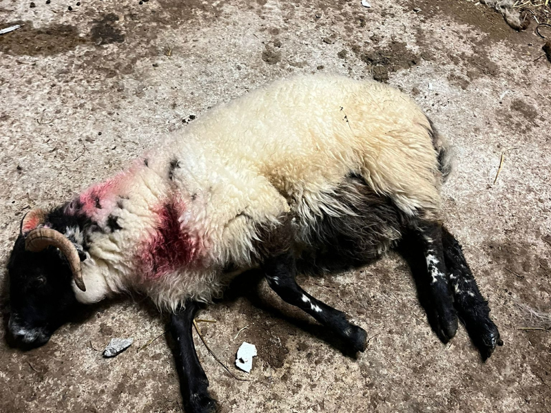 Sheep dead, injured and missing following dog attack in Co. Kerry