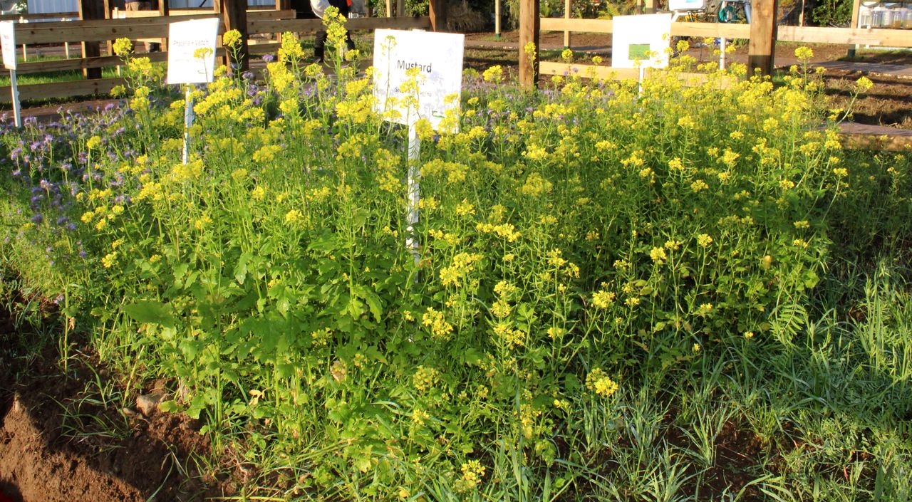 Using winterkill to manage cover crops prior to spring planting
