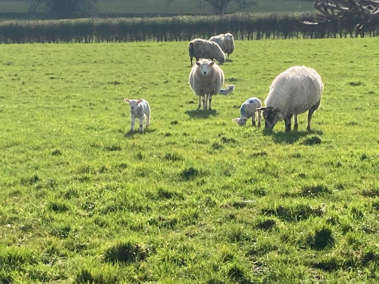 Grass tetany: Knowing when your ewes are at risk