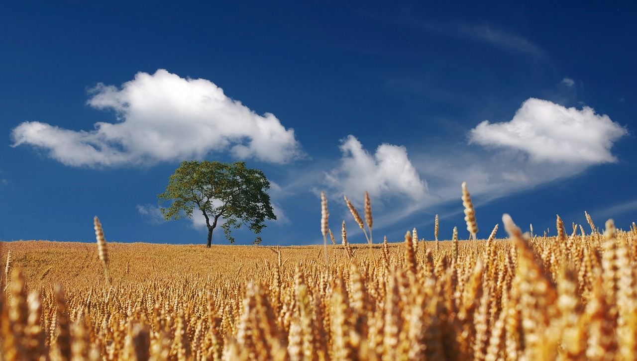 Report: Govt should 'explain vision' for climate-neutral economy