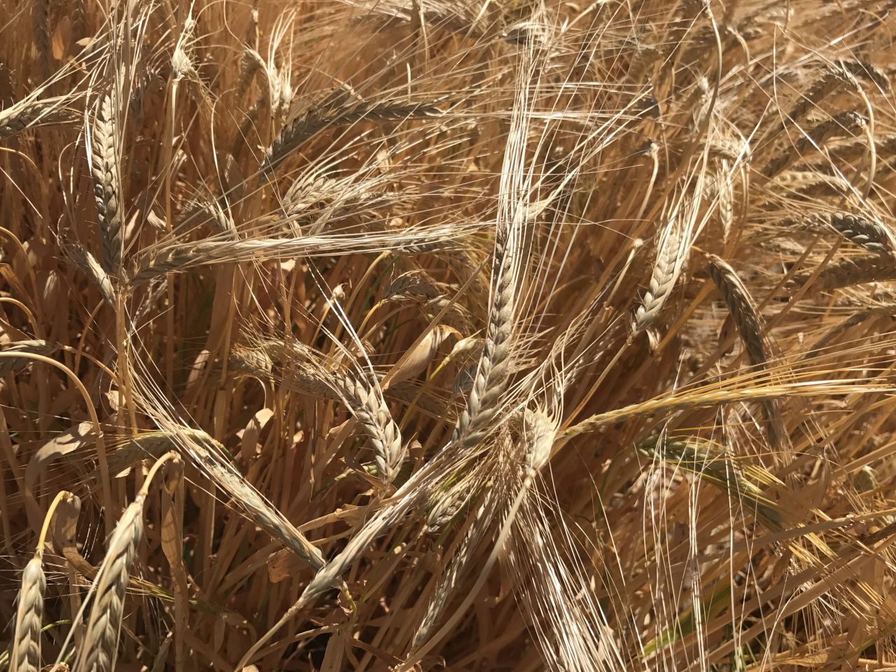 Grain price: At home farmers await price, while futures rise
