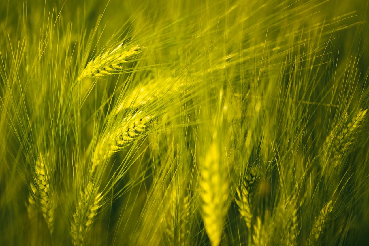 Tillage: Last push to maximise performance of winter cereal crops