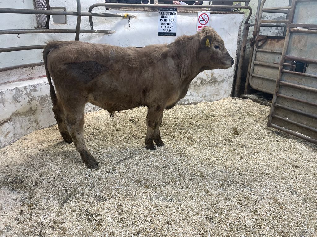 This 350kg Charolais bull sold for €1,080
